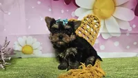 Sienna, a female Yorkshire Terrier for sale in Brighton, MO – 4 of 6