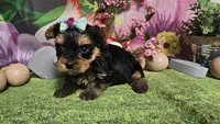 Sienna, a female Yorkshire Terrier for sale in Brighton, MO – Photo 6 of 7