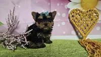Sienna, a female Yorkshire Terrier for sale in Brighton, MO – 5 of 6