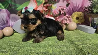 Sienna, a female Yorkshire Terrier for sale in Brighton, MO – Photo 3 of 7