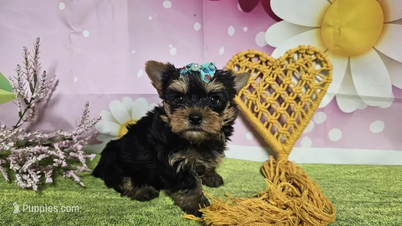 Sienna – Yorkshire Terrier puppy for sale in Brighton, MO