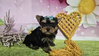 Sienna, a female Yorkshire Terrier for sale in Brighton, MO – 1 of 6