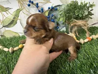 Nash, a male Yorkshire Terrier for sale in Brighton, MO – 4 of 5