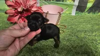 Clara, a female Yorkshire Terrier for sale in Brighton, MO – 6 of 6