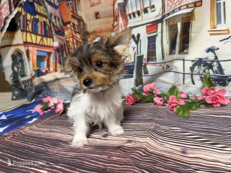 Hazel  – Yorkshire Terrier puppy for sale in Brighton, MO