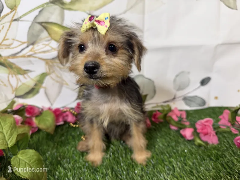 Honey – Yorkshire Terrier puppy for sale in Brighton, MO
