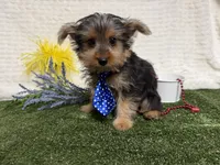 Baxter , a male Yorkshire Terrier for sale in Brighton, MO – 3 of 7