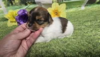 Hazel , a female Yorkshire Terrier for sale in Brighton, MO – 7 of 9