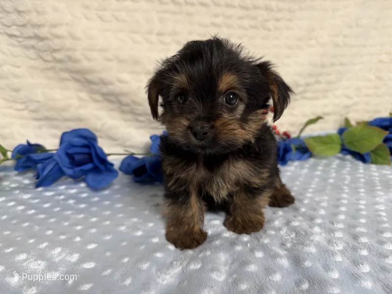 Cody – Yorkshire Terrier puppy for sale in Brighton, MO