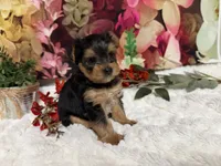 Biscuit, a male Yorkshire Terrier for sale in Brighton, MO – 7 of 8