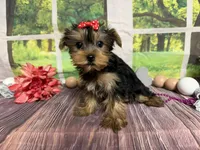 Lillian, a female Yorkshire Terrier for sale in Brighton, MO – 5 of 5
