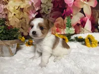 Baxter , a male Yorkshire Terrier for sale in Brighton, MO – 4 of 8
