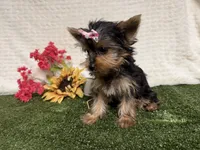 Sammy, a male Yorkshire Terrier for sale in Brighton, MO – 7 of 10