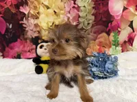 Brownie, a male Yorkshire Terrier for sale in Brighton, MO – 5 of 9