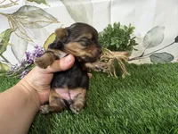 Simone, a female Yorkshire Terrier for sale in Brighton, MO – 5 of 7