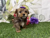 Ruby, a male Yorkshire Terrier for sale in Brighton, MO – 8 of 9
