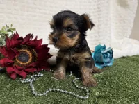 Linus, a female Yorkshire Terrier for sale in Brighton, MO – 6 of 6