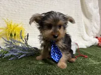 Baxter , a male Yorkshire Terrier for sale in Brighton, MO – 7 of 7
