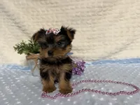 Clara, a female Yorkshire Terrier for sale in Brighton, MO – 6 of 9