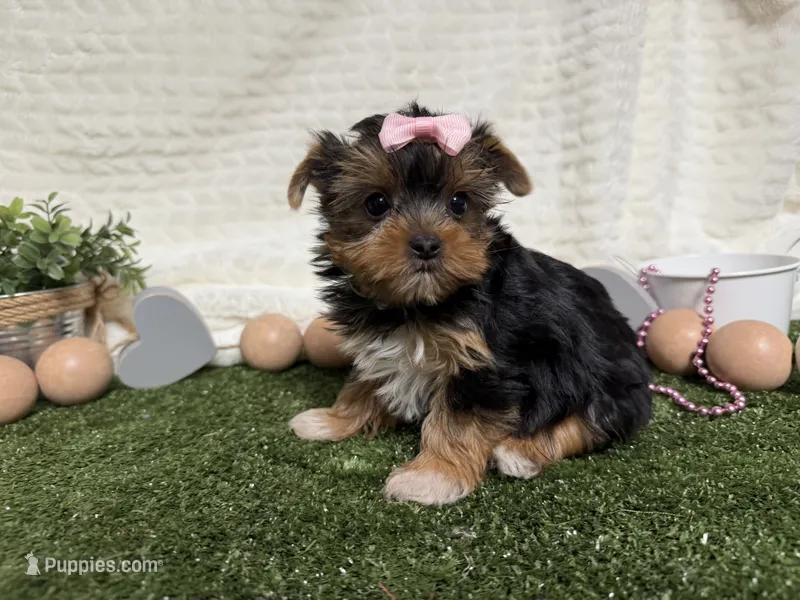 Bella – Yorkshire Terrier puppy for sale in Brighton, MO