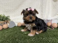 Bella, a female Yorkshire Terrier for sale in Brighton, MO – 1 of 8
