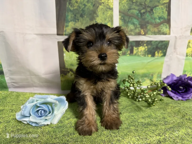 Sawyer – Yorkshire Terrier puppy for sale in Brighton, MO