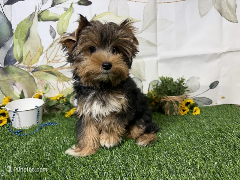 Brent – Yorkshire Terrier puppy for sale in Brighton, MO