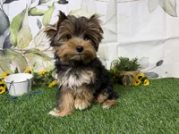 Brent, a male Yorkshire Terrier for sale in Brighton, MO – 1 of 10