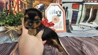 Kelly, a female Yorkshire Terrier for sale in Brighton, MO – Photo 1 of 2