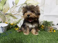 Brent, a male Yorkshire Terrier for sale in Brighton, MO – 6 of 10
