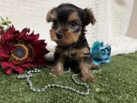 Linus, a female Yorkshire Terrier for sale in Brighton, MO – 5 of 6