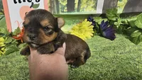 Sadie, a female Yorkshire Terrier for sale in Brighton, MO – 7 of 8