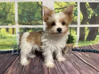 Brock NEUTERED , a male Yorkshire Terrier for sale in Brighton, MO – 5 of 6