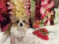 Goldie, a female Yorkshire Terrier for sale in Brighton, MO – 4 of 7