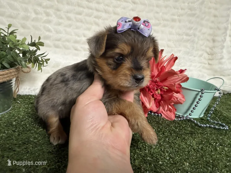 Heidi – Yorkshire Terrier puppy for sale in Brighton, MO