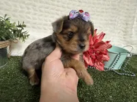 Heidi, a female Yorkshire Terrier for sale in Brighton, MO – 1 of 7