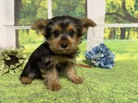 Shilo, a male Yorkshire Terrier for sale in Brighton, MO – 5 of 7