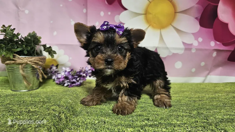 Scarlett  – Yorkshire Terrier puppy for sale in Brighton, MO
