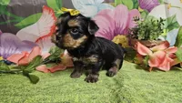 Scarlett , a female Yorkshire Terrier for sale in Brighton, MO – Photo 4 of 7