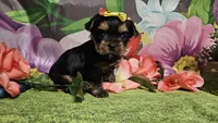 Scarlett , a female Yorkshire Terrier for sale in Brighton, MO – Photo 5 of 7