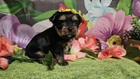 Scarlett , a female Yorkshire Terrier for sale in Brighton, MO – Photo 7 of 7