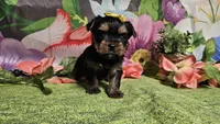 Scarlett , a female Yorkshire Terrier for sale in Brighton, MO – Photo 3 of 7