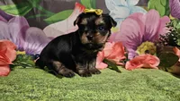 Scarlett , a female Yorkshire Terrier for sale in Brighton, MO – Photo 6 of 7