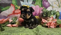 Scarlett , a female Yorkshire Terrier for sale in Brighton, MO – Photo 2 of 7