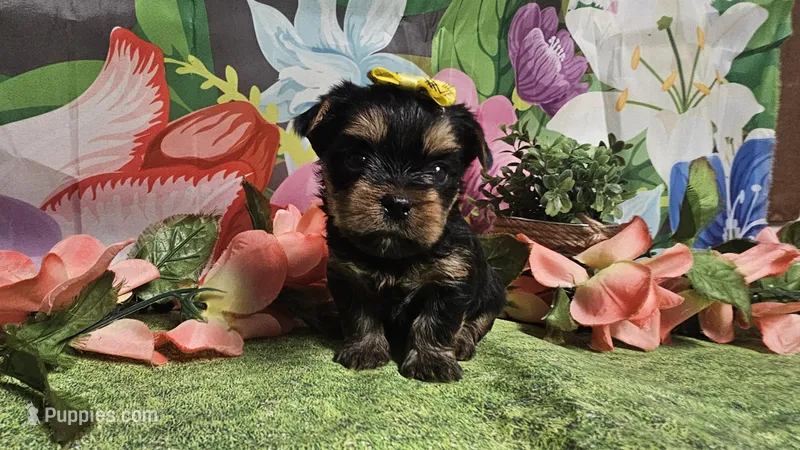 Scarlett  – Yorkshire Terrier puppy for sale in Brighton, MO