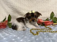 Hazel , a female Yorkshire Terrier for sale in Brighton, MO – 9 of 10