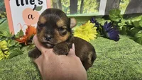 Sadie, a female Yorkshire Terrier for sale in Brighton, MO – 3 of 8