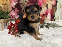 Biscuit, a male Yorkshire Terrier for sale in Brighton, MO – 8 of 8