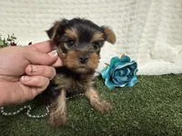Linus, a female Yorkshire Terrier for sale in Brighton, MO – 4 of 6