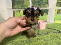 Stella , a female Yorkshire Terrier for sale in Brighton, MO – 2 of 7
